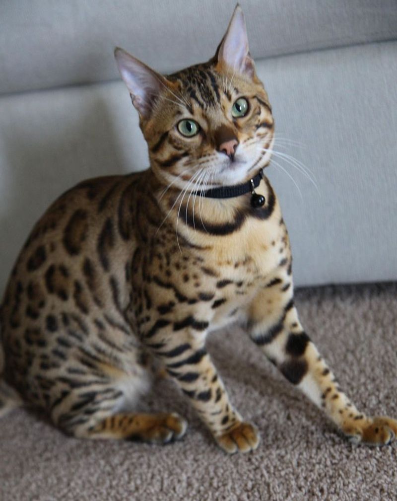Bengal