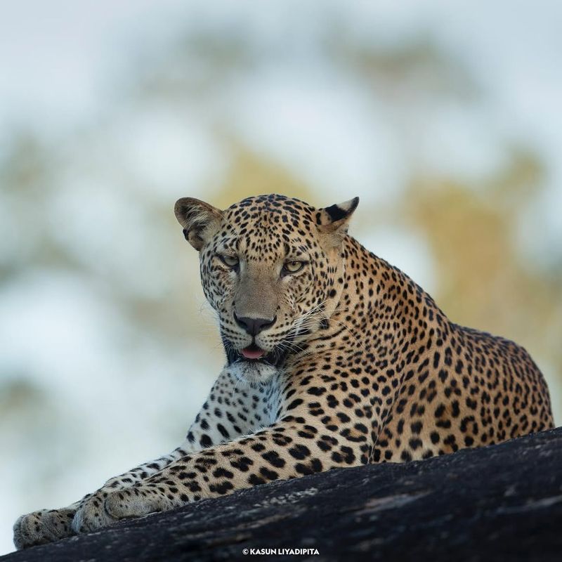 Sri Lankan Leopard