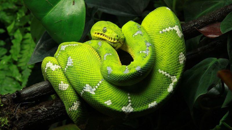 Green Tree Python