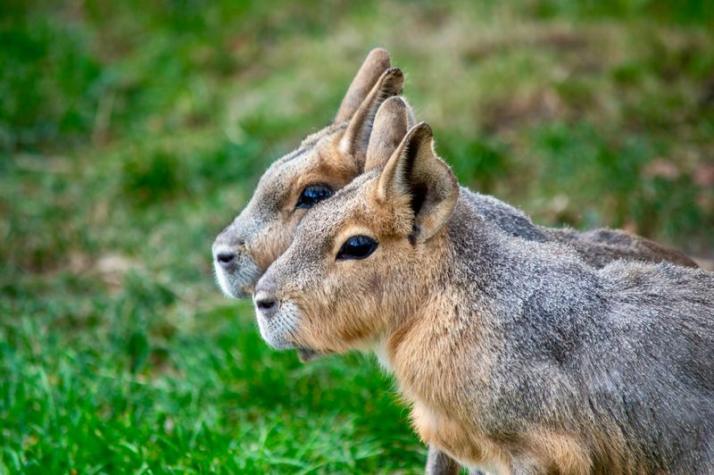 Patagonian Mara