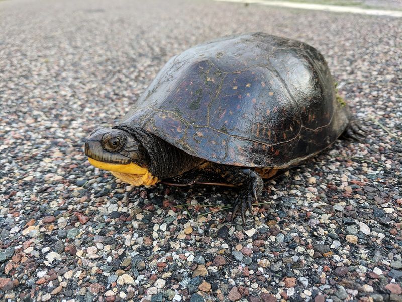 Turtles