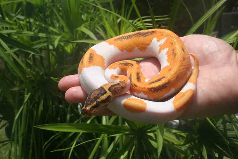 Ball Pythons