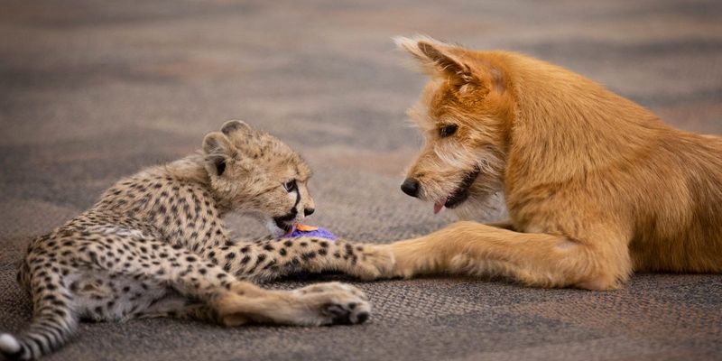 Sahara the Cheetah & Alexa the Dog