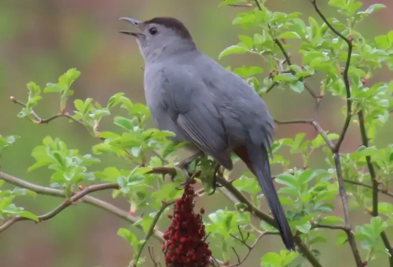 Gray Catbird