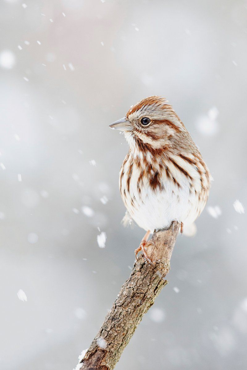 Song Sparrow