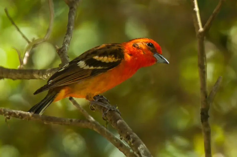 Flame-colored Tanager