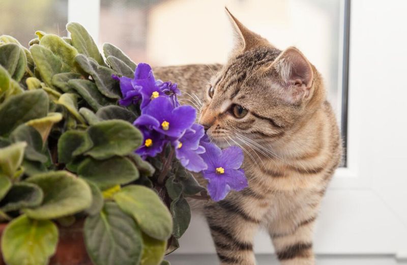 African Violet