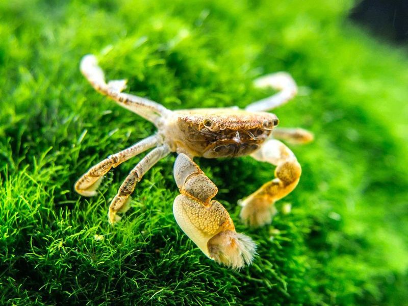 Pom Pom Crab