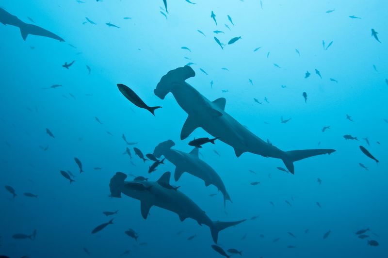 Banda Sea, Indonesia