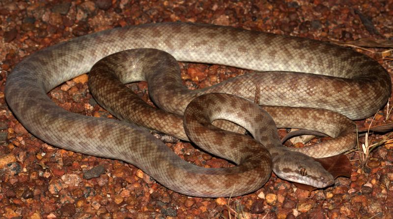 Childrens Python