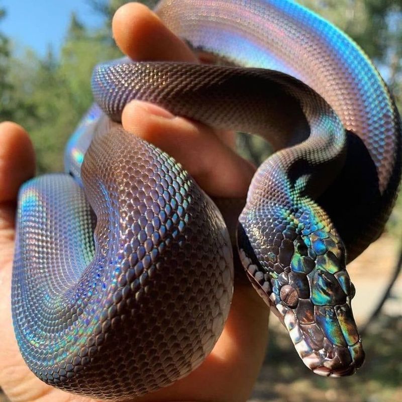 Rainbow Snake
