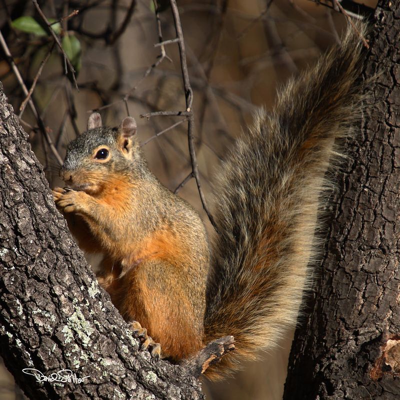 Apache Fox Squirrel