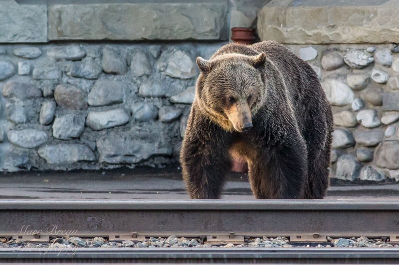 Banff, Alberta