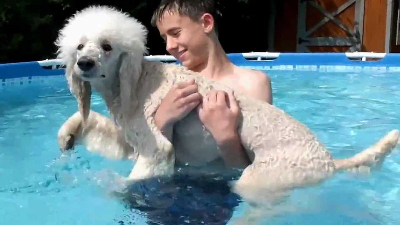 Standard Poodle