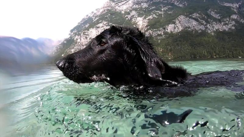 Flat-Coated Retriever