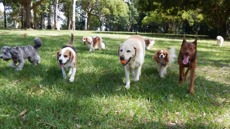 Wags Park