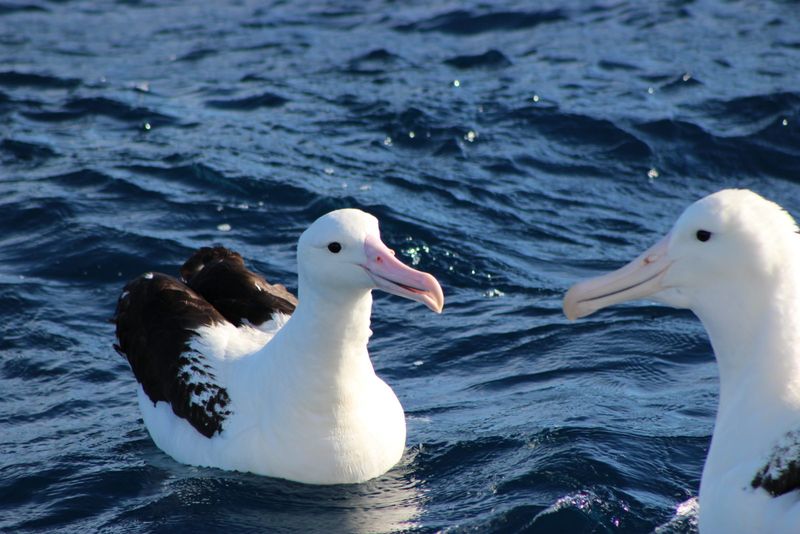 Albatross
