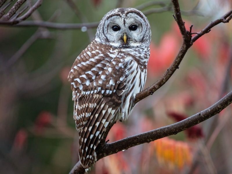 Barred Owl (Strix varia)
