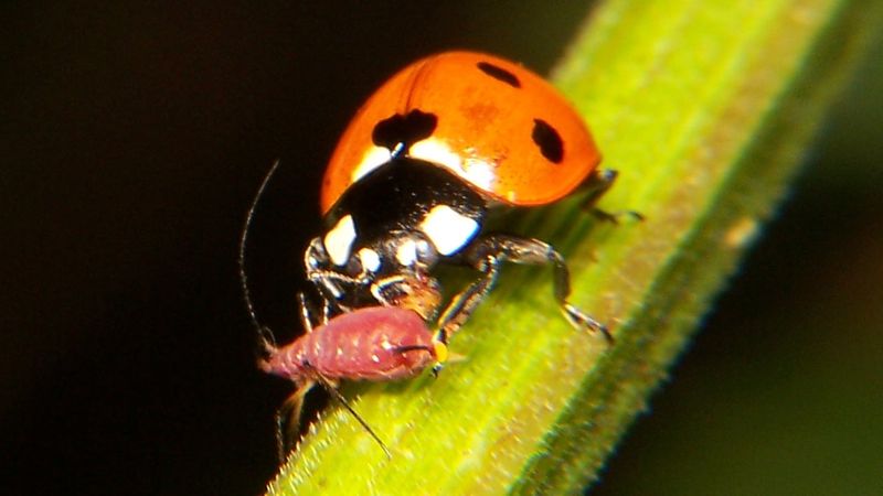 Ladybug