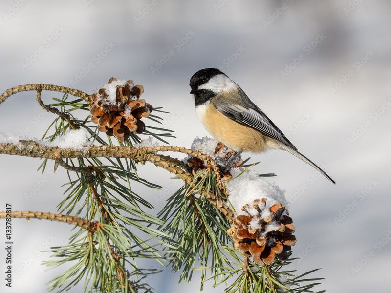 Black-capped Chickadee
