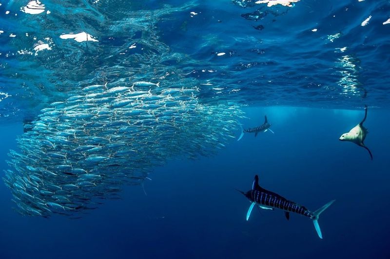 Sardines