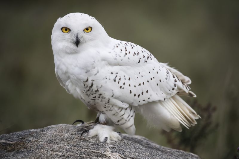 Snowy Owl (Bubo scandiacus)