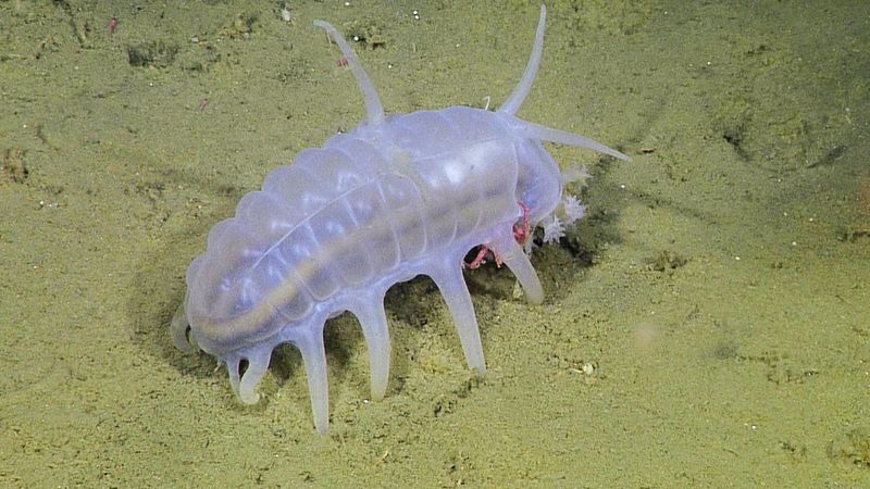 Sea Pig