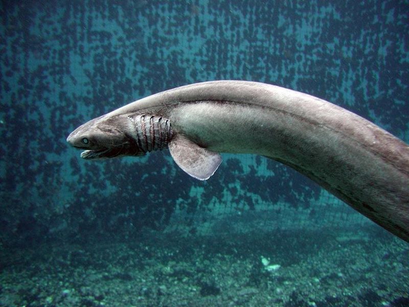Frilled Shark