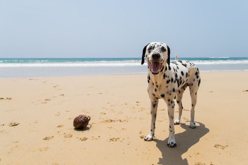 Dalmatian