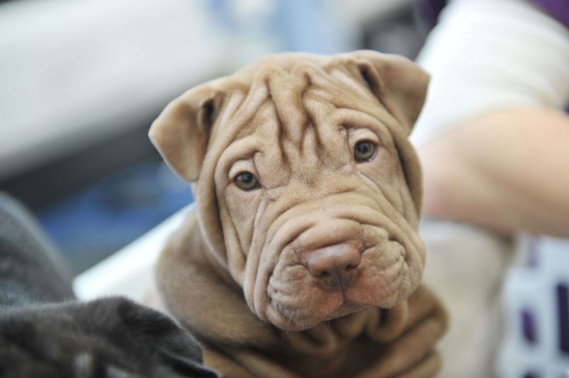 Shar Pei