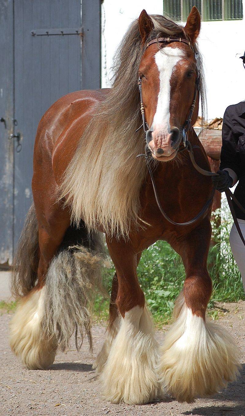 Gypsy Vanner