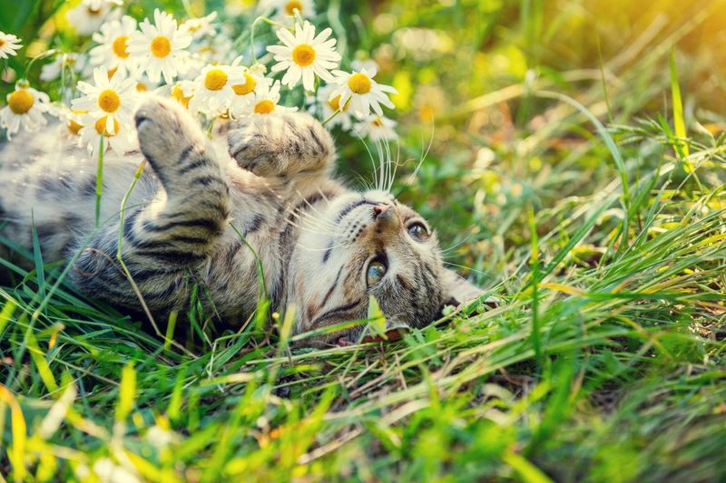 Chamomile
