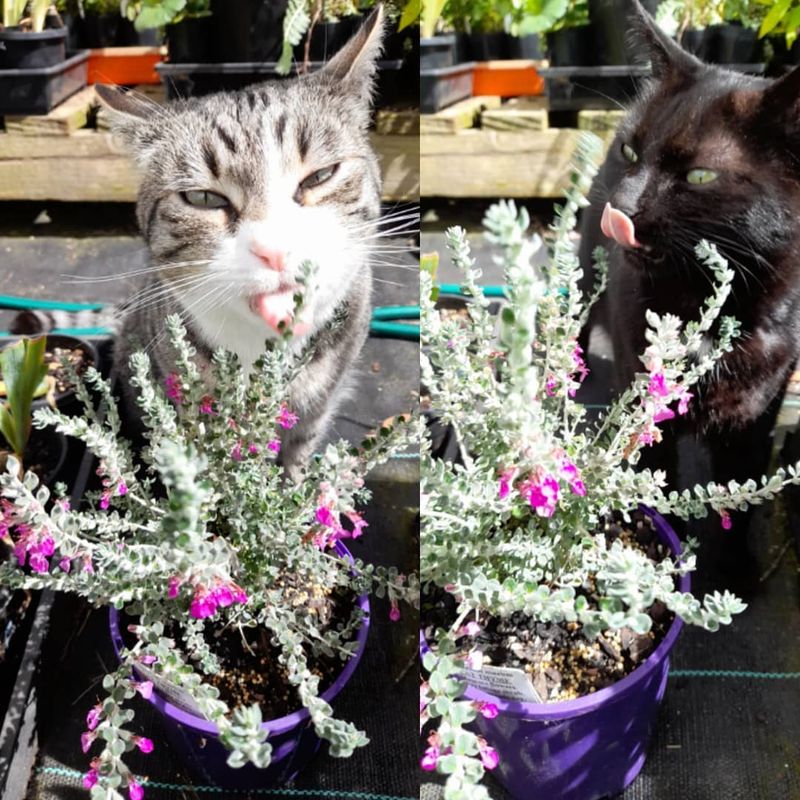 Thyme