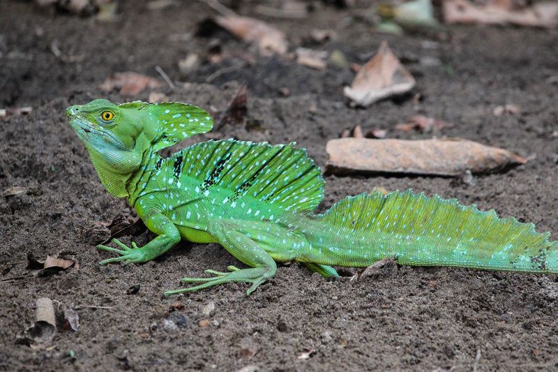 Basilisk Lizard