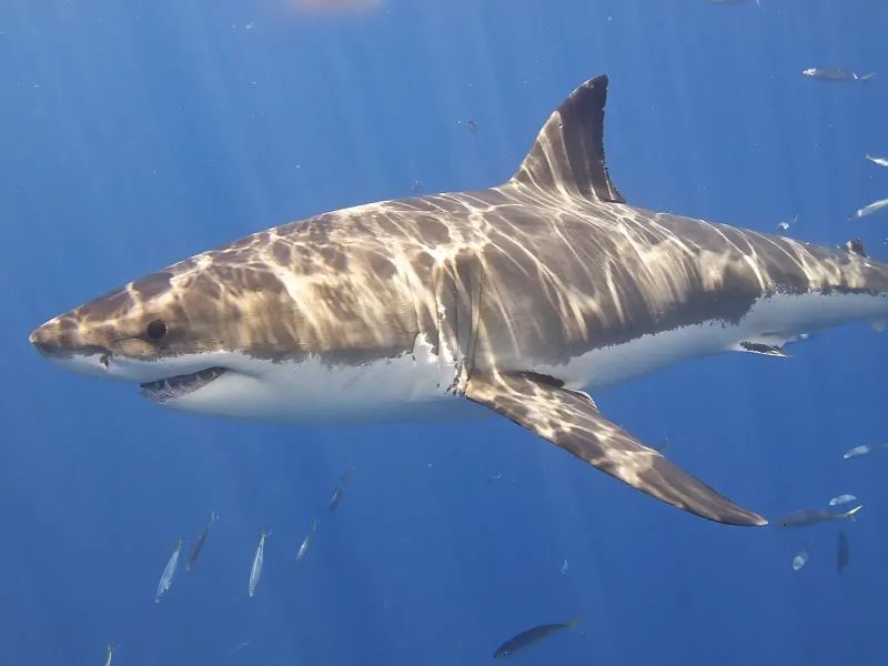 Great White Shark