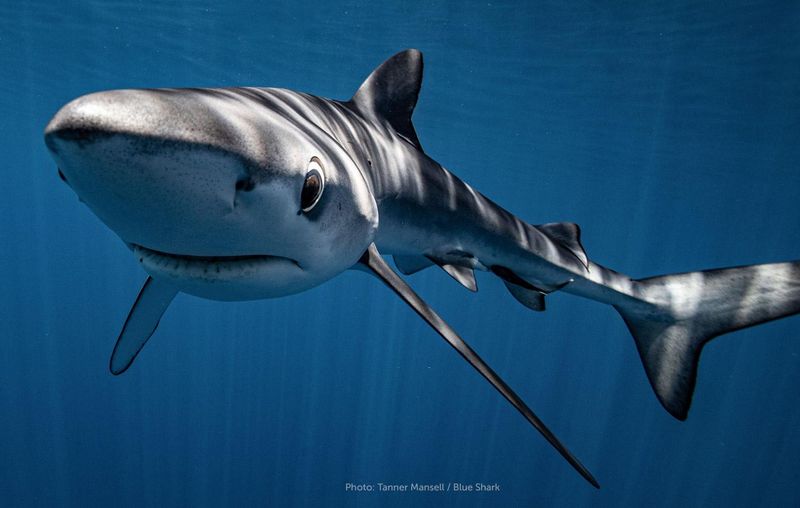 Blue Shark