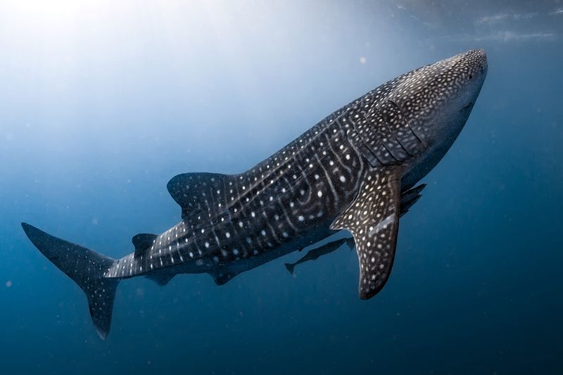 Whale Shark (Rhincodon typus)