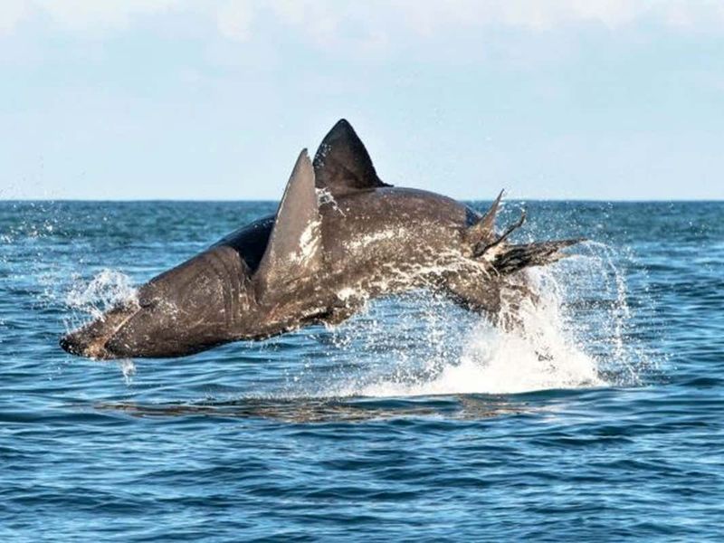 Basking Shark
