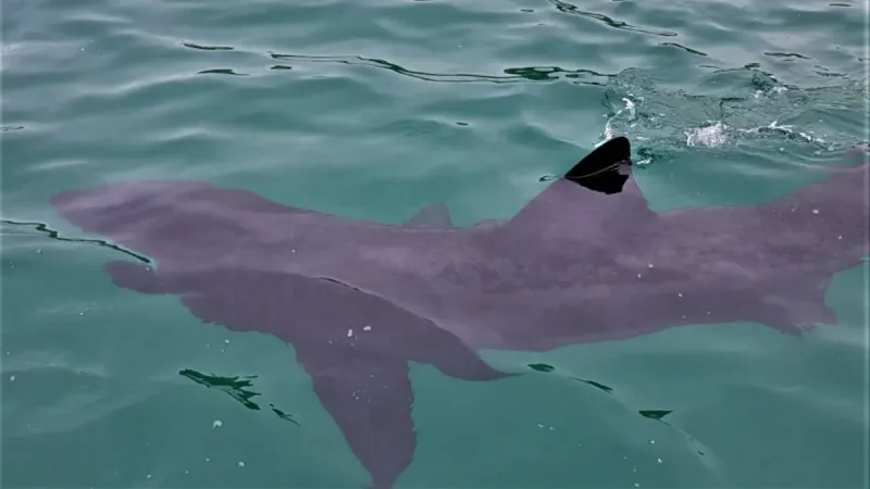 Basking Shark