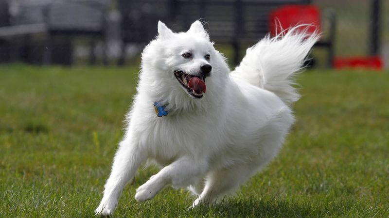 American Eskimo Dog