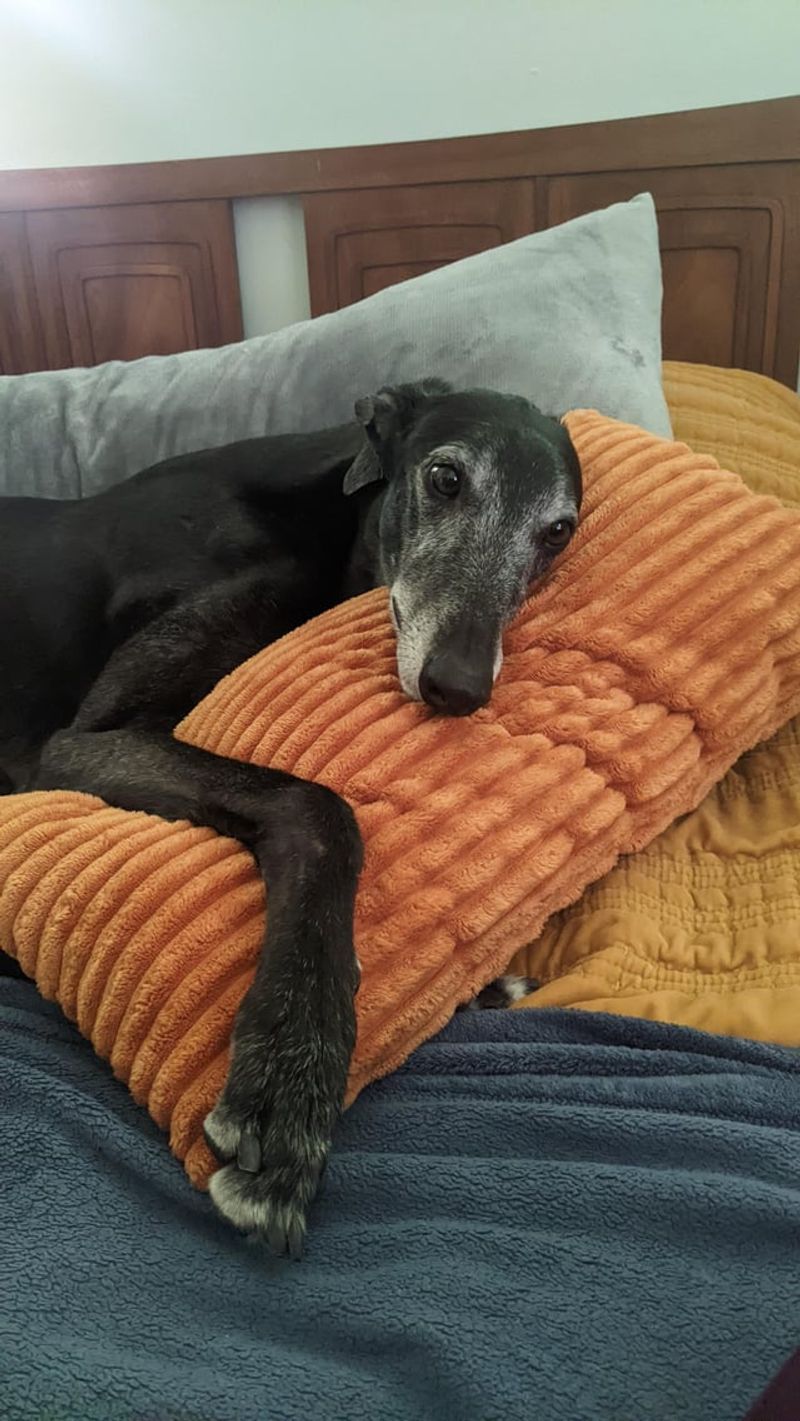 Greyhound