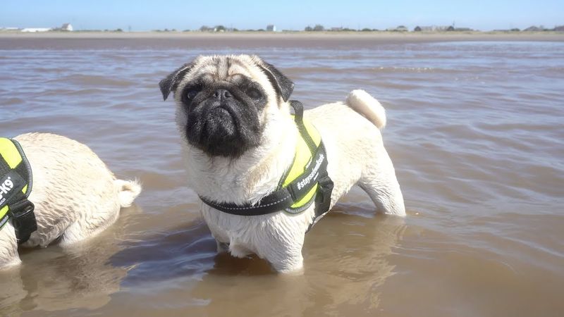 Pug