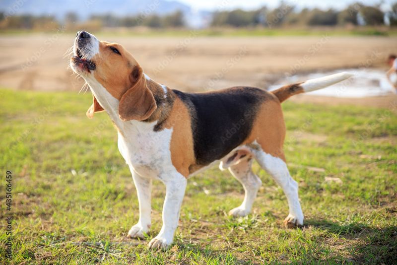 Beagle