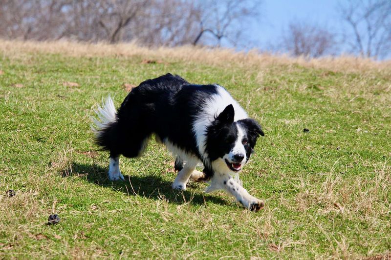 Border Collie: The Intuitive Tracker
