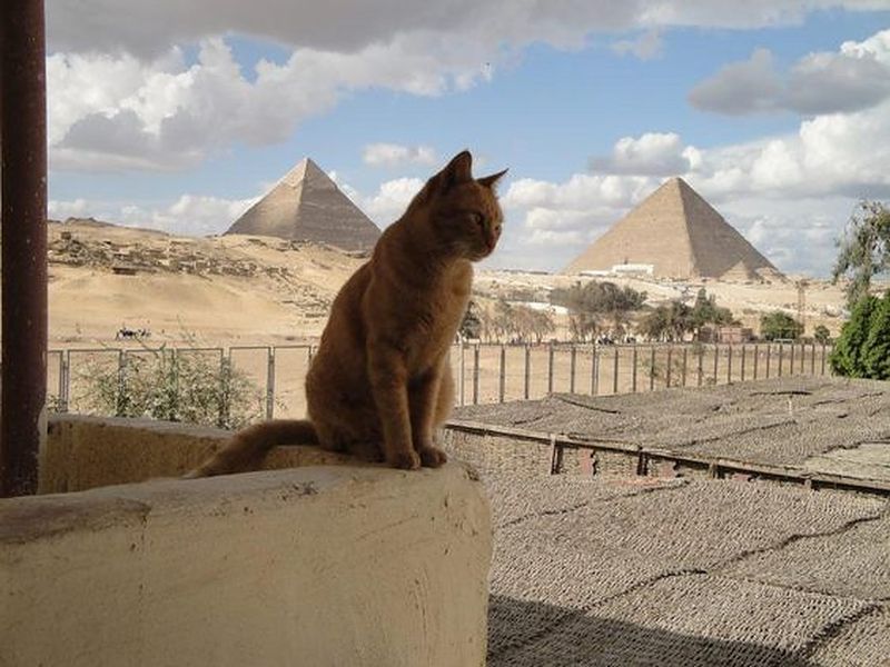 Divine Companions of Pharaohs