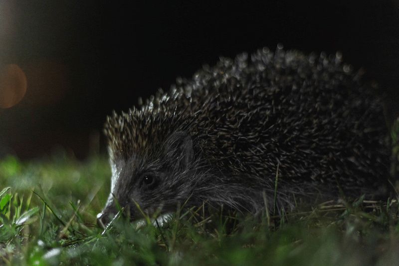 Hedgehog