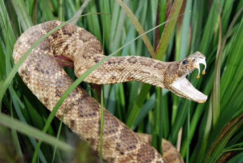 Snake