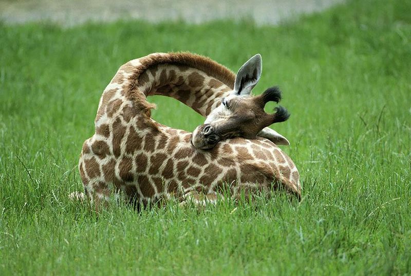 Giraffe