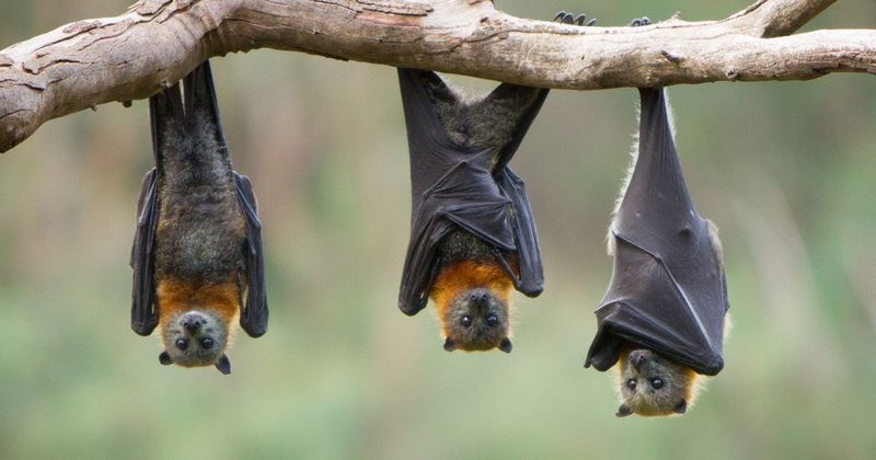 Bat