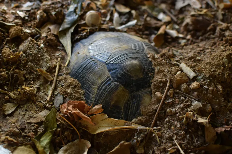 Turtle
